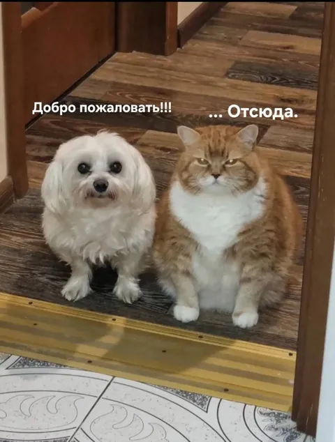Кот не рад гостям