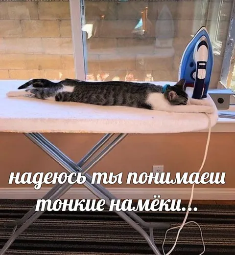 Кот и тонкие намёки