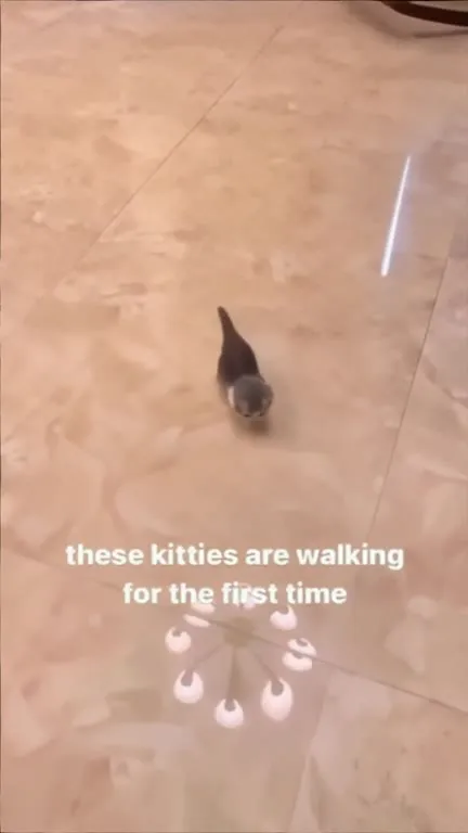 Kittens Take Their First Steps
