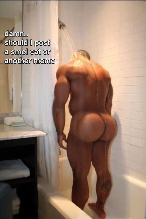 Should I Post a Cat Meme