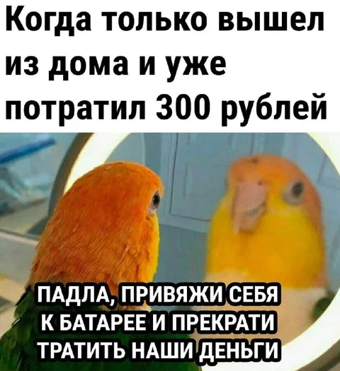 Попугай потратил 300 рублей