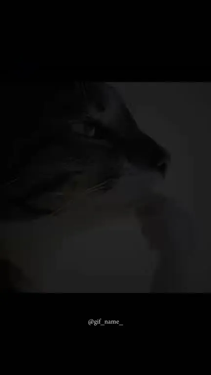 Searching for a Cat Gets Intense