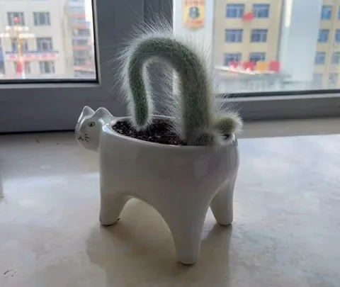 Кот-кактус на подоконнике