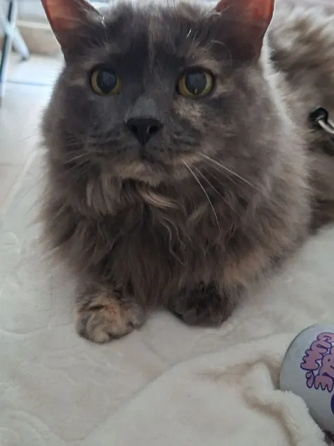 Кошка не хочет смотреть в камеру