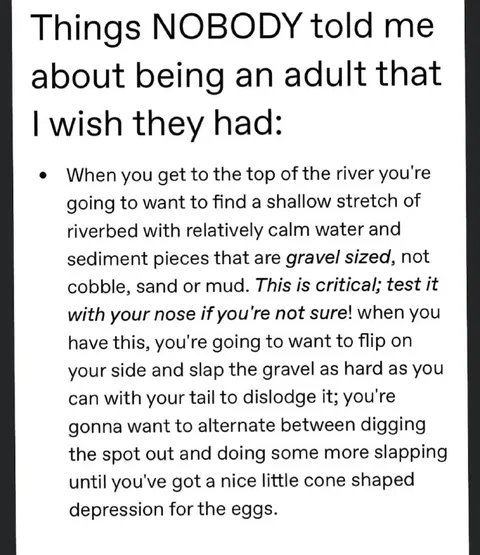 Nobody Told Me About Adulthood