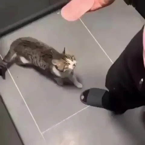 Кот атакует ногу