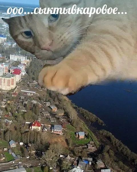 Сыктывкаровый гигантский кот