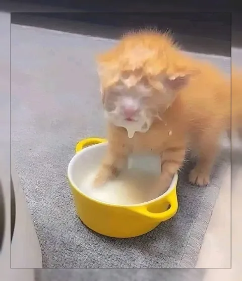 Котёнок в миске с молоком