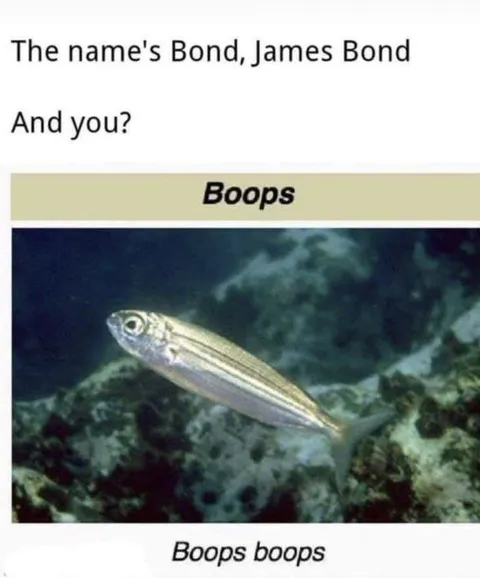 Boops Boops Introduces Himself