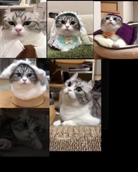 Котики под космическую музыку