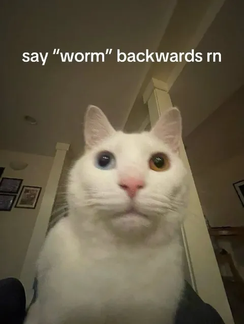Say Worm Backwards Cat