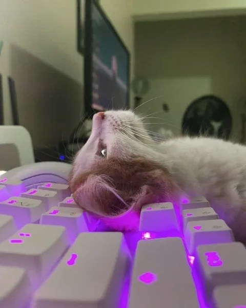 Кот на клавиатуре