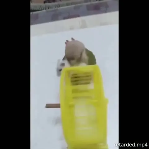 Попугай и хомяк в ловушке
