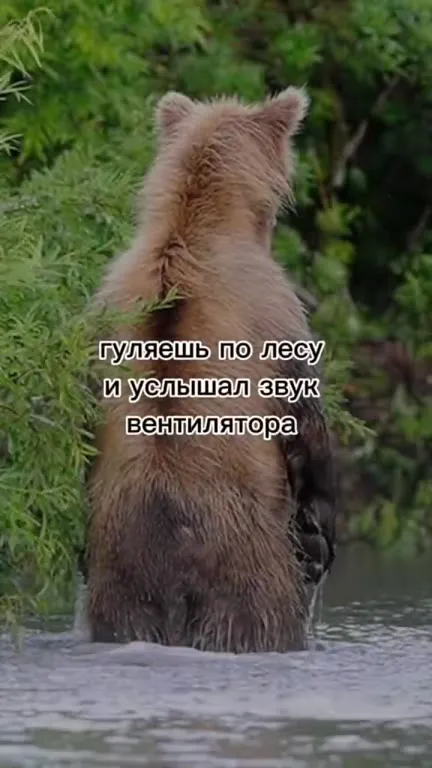 Медведь услышал вентилятор