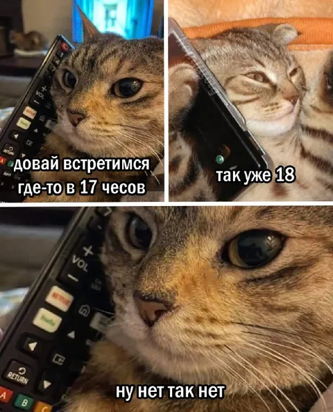 Кот опоздал на встречу