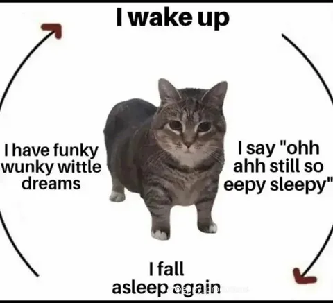 Sleepy Cat Dream Cycle