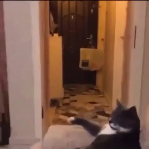 Кот и драматичное рукопожатие