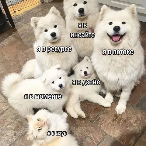 Пять состояний и кот в ахуе