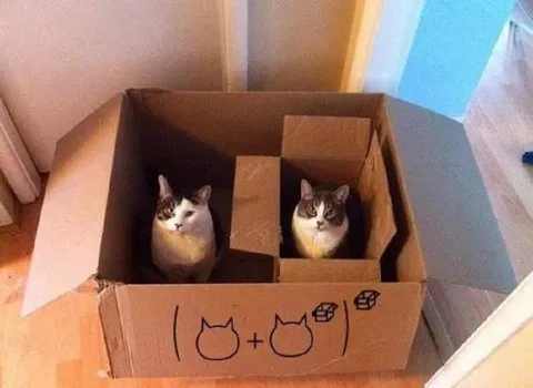 Два кота в одной коробке