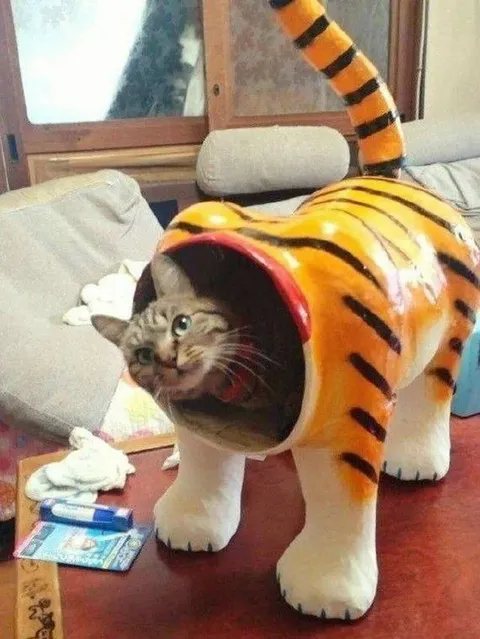 Кот в костюме тигра
