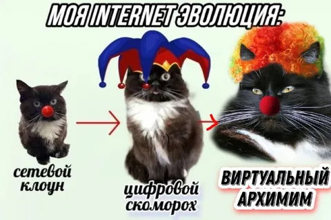 Моя интернет-эволюция котов