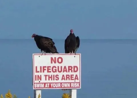 No Lifeguard Vulture Sign
