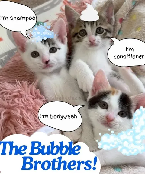 The Bubble Brothers Kittens