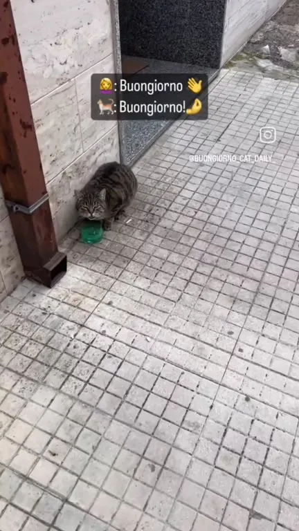 Buongiorno dal gatto