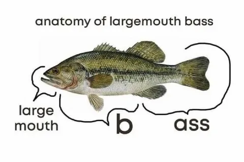 Anatomy of largemouth bass