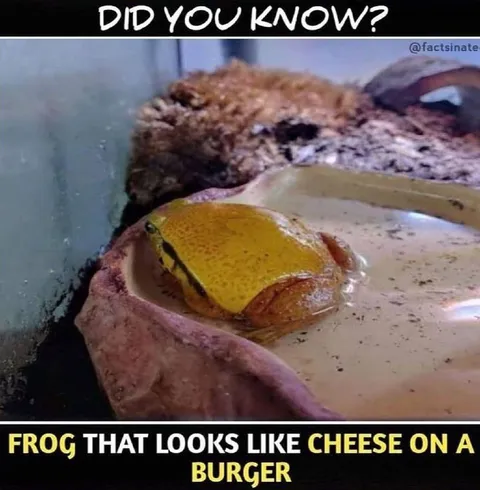 Frog That Looks Like Burger Cheese
