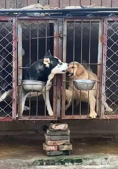 Собаки через решётку