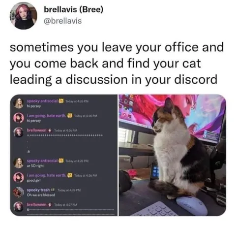 Cat Leads a Discord Discussion