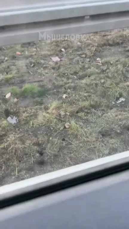 Chomik przy autostradzie