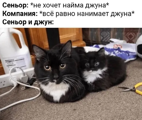 Сеньор и нанятый джун