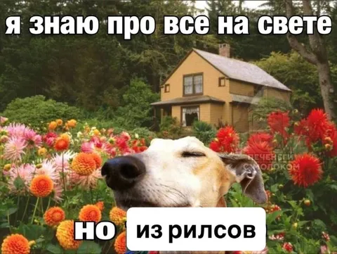 Я знаю про все на свете из рилсов