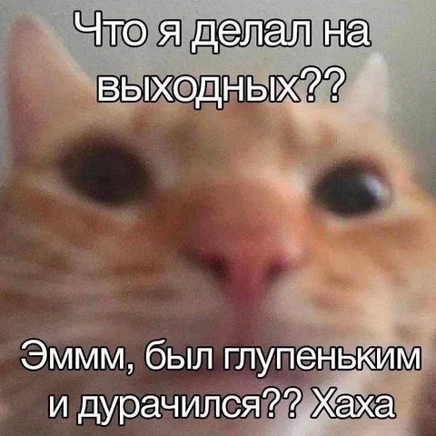 Что делал на выходных кот