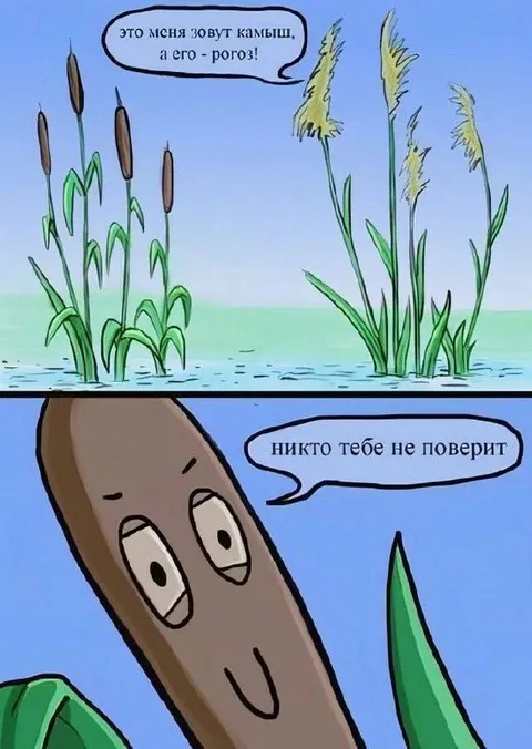 Камыш и рогоз спорят
