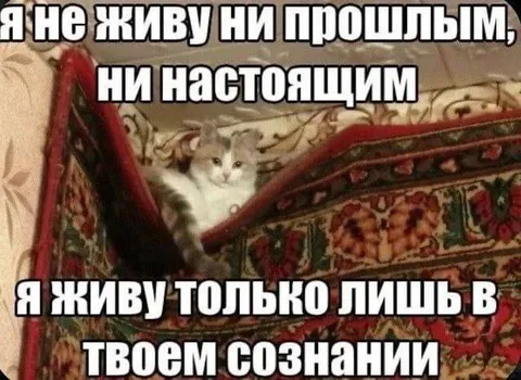 Кот живёт в твоём сознании