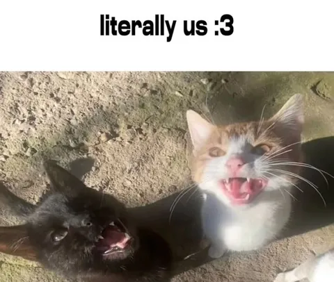 Literally Us Cats