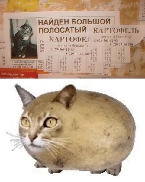 Большой полосатый картофель