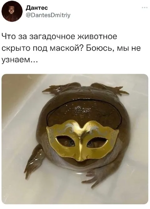Жаба в золотой маске