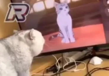 Кот смотрит на кота на экране