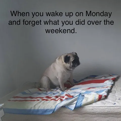 Monday Weekend Amnesia Pug