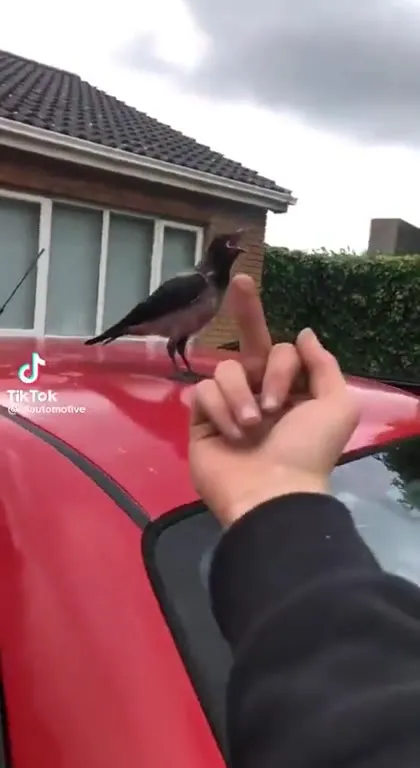 Man Argues With Bird on Car