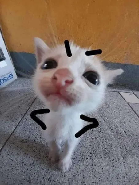 Котик смотрит прямо в душу