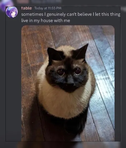Cat I Let Live With Me
