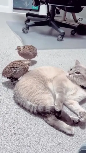 Кот среди перепелов