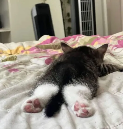 Кот лежит попой к камере
