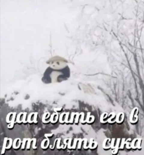 Панда в снегу ругается