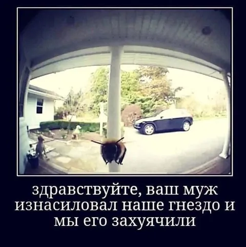 Паук мстит за гнездо